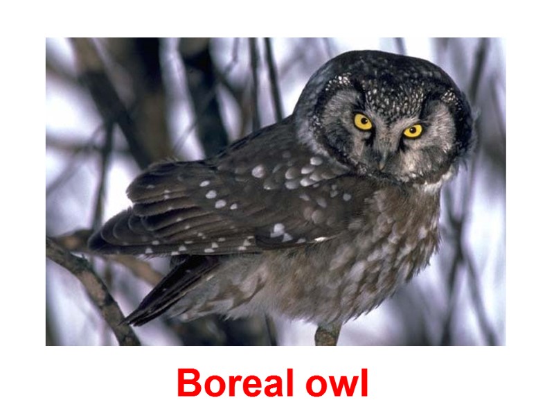 Boreal owl